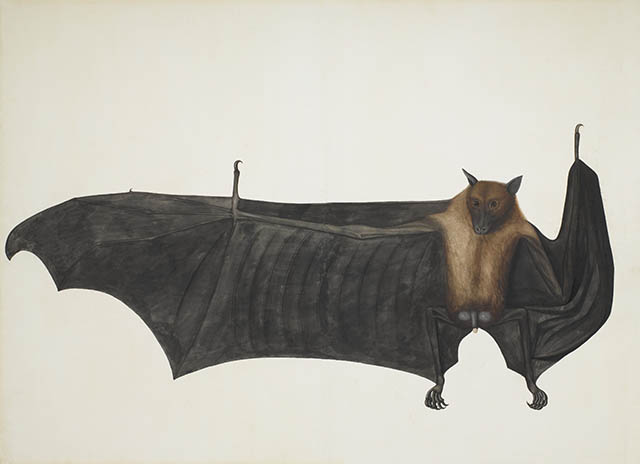 La Chauve-souris géante d'Inde