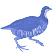 Perdix